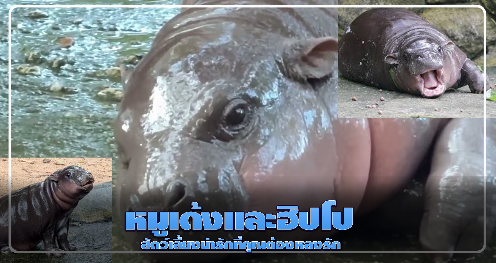 หมูเด้งและฮิปโป